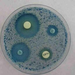 Antifungigrama